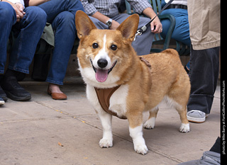  Tour de Corgi 2025 - The Tour