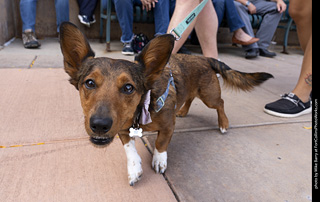  Tour de Corgi 2025 - The Tour