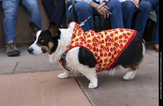  Tour de Corgi 2025 - The Tour