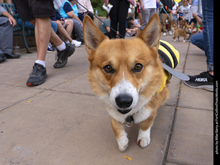  Tour de Corgi 2025 - The Tour