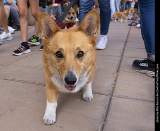  Tour de Corgi 2025 - The Tour