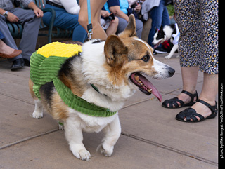  Tour de Corgi 2025 - The Tour