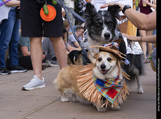  Tour de Corgi 2025 - The Tour