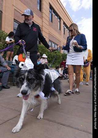  Tour de Corgi 2025 - The Tour
