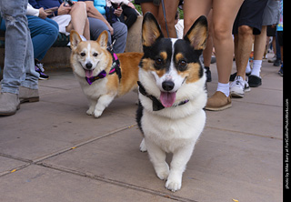  Tour de Corgi 2025 - The Tour