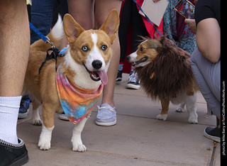  Tour de Corgi 2025 - The Tour