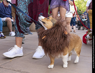  Tour de Corgi 2025 - The Tour