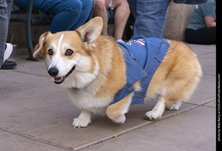  Tour de Corgi 2025 - The Tour