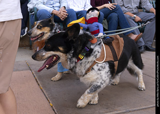  Tour de Corgi 2025 - The Tour