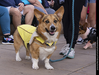  Tour de Corgi 2025 - The Tour
