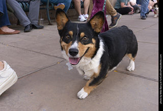  Tour de Corgi 2025 - The Tour