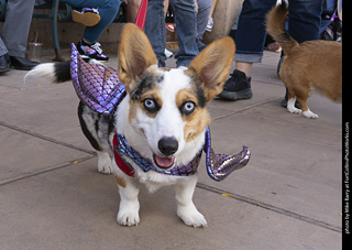  Tour de Corgi 2025 - The Tour