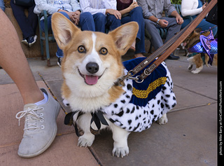  Tour de Corgi 2025 - The Tour