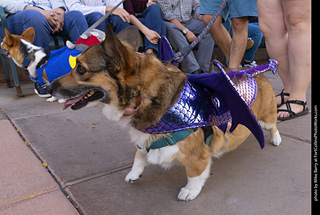  Tour de Corgi 2025 - The Tour