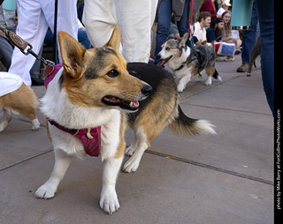  Tour de Corgi 2025 - The Tour