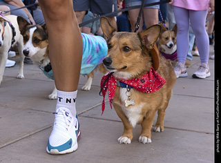  Tour de Corgi 2025 - The Tour