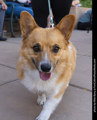  Tour de Corgi 2025 - The Tour