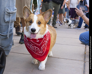  Tour de Corgi 2025 - The Tour