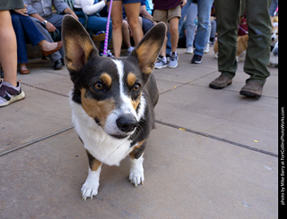  Tour de Corgi 2025 - The Tour