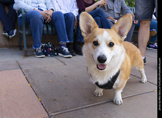  Tour de Corgi 2025 - The Tour