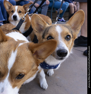  Tour de Corgi 2025 - The Tour