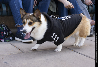  Tour de Corgi 2025 - The Tour