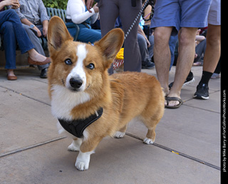  Tour de Corgi 2025 - The Tour