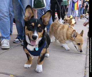  Tour de Corgi 2025 - The Tour
