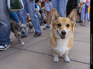  Tour de Corgi 2025 - The Tour