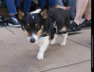  Tour de Corgi 2025 - The Tour