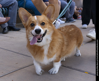  Tour de Corgi 2025 - The Tour