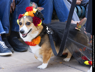  Tour de Corgi 2025 - The Tour
