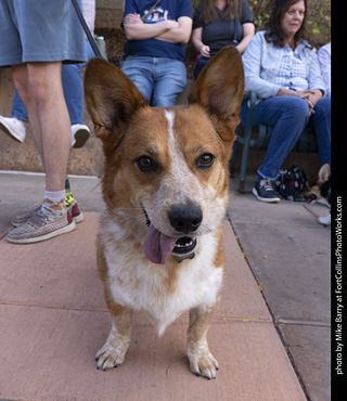  Tour de Corgi 2025 - The Tour