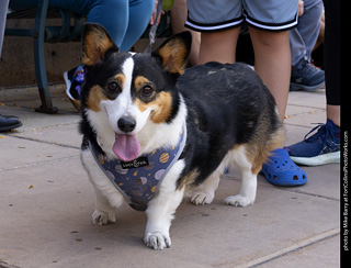  Tour de Corgi 2025 - The Tour