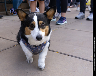  Tour de Corgi 2025 - The Tour