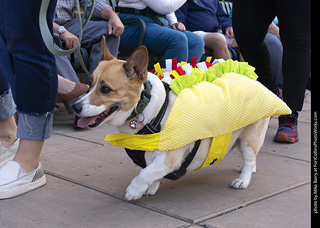  Tour de Corgi 2025 - The Tour