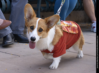  Tour de Corgi 2025 - The Tour