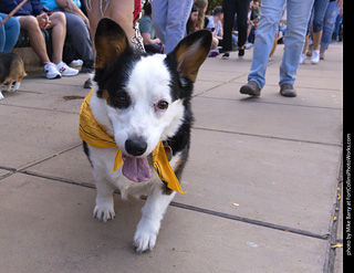  Tour de Corgi 2025 - The Tour