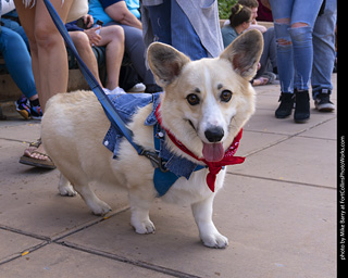  Tour de Corgi 2025 - The Tour