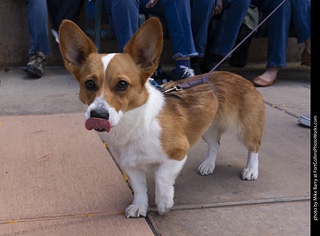 Tour de Corgi 2025 - The Tour