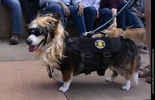  Tour de Corgi 2025 - The Tour