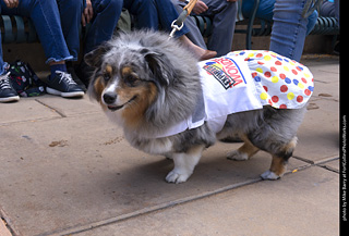  Tour de Corgi 2025 - The Tour