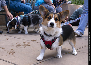  Tour de Corgi 2025 - The Tour