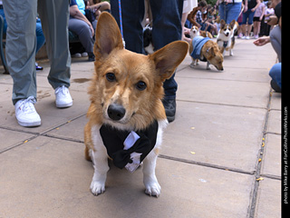 Tour de Corgi 2025 - The Tour