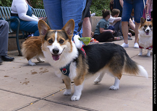  Tour de Corgi 2025 - The Tour