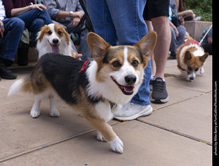  Tour de Corgi 2025 - The Tour