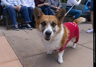  Tour de Corgi 2025 - The Tour