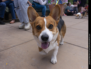  Tour de Corgi 2025 - The Tour