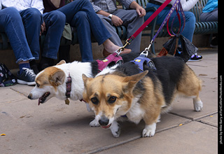  Tour de Corgi 2025 - The Tour