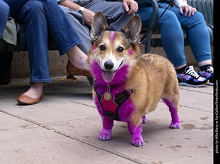  Tour de Corgi 2025 - The Tour